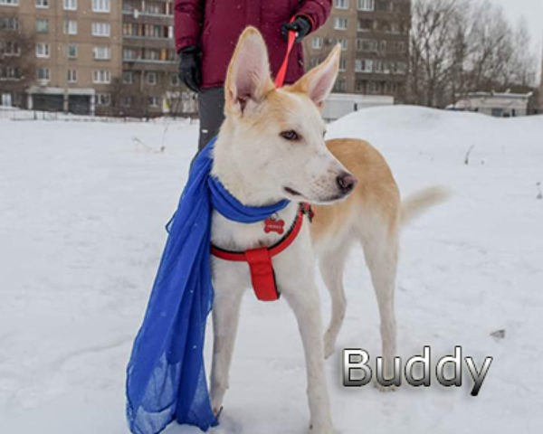 Buddy-(24)web