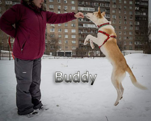 Buddy-(30)web
