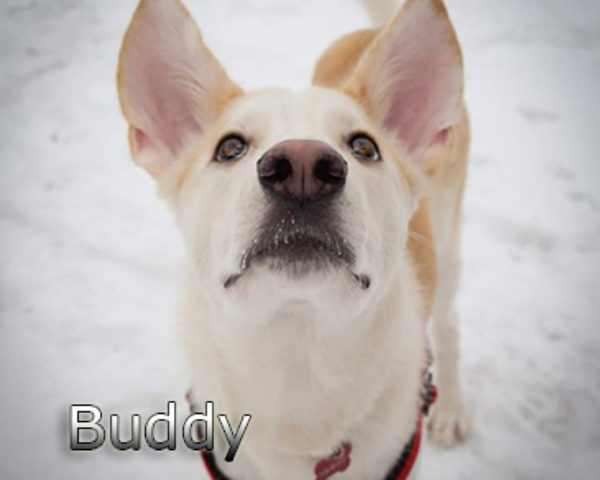 Buddy-(34)web