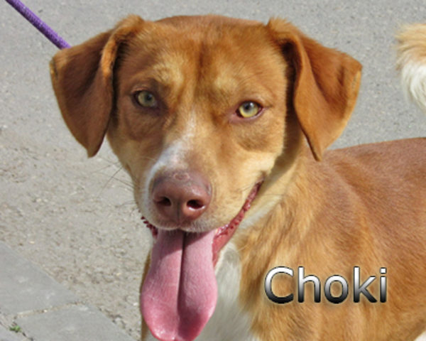 Choki-(2)web