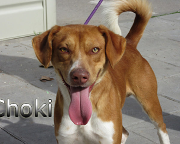 Choki-(3)web