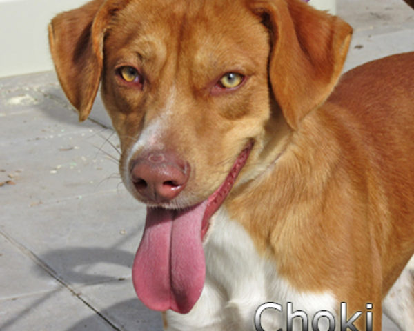 Choki-(4)web