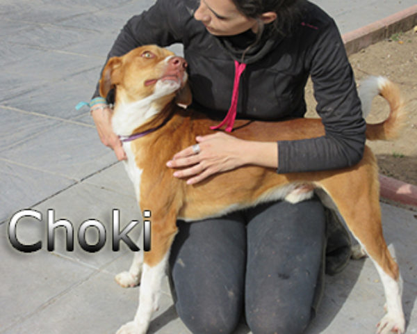 Choki-(7)web