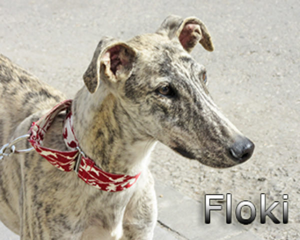 Floki-(3)web