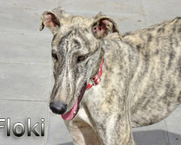 Floki-(6)web