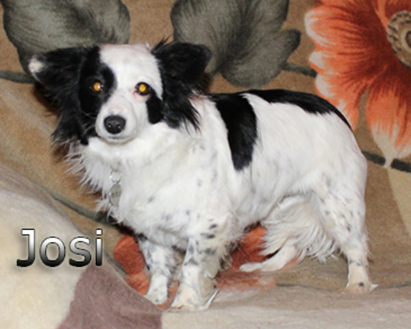 Josi-(4)web