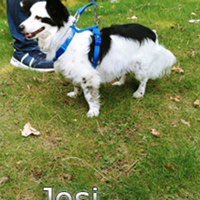 Josi_Update_09_2019-(16)web