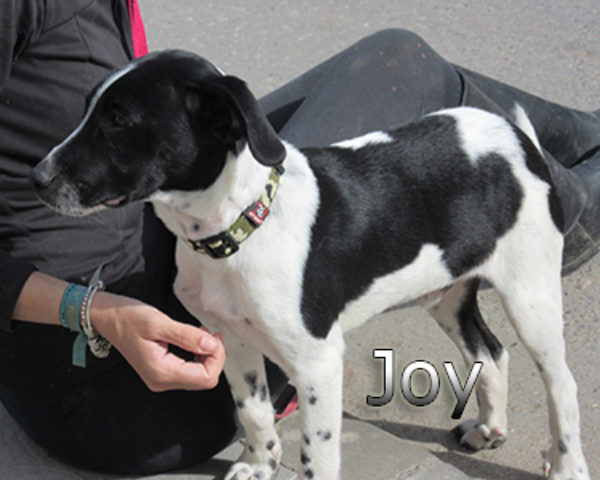Joy-(10)web