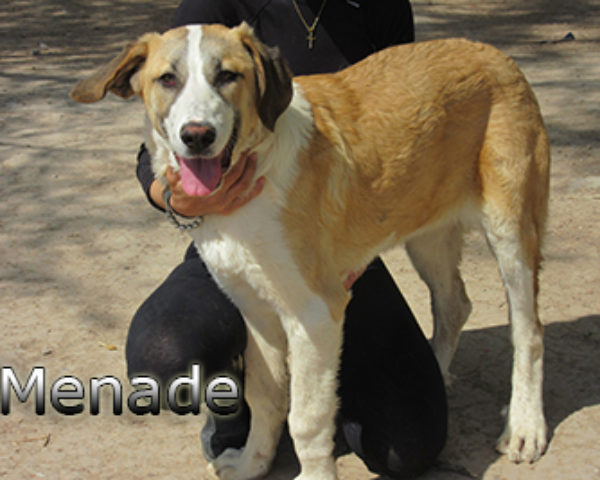 Menade-(7)web