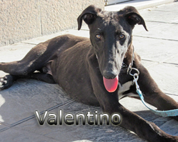 Valentino-(1)web