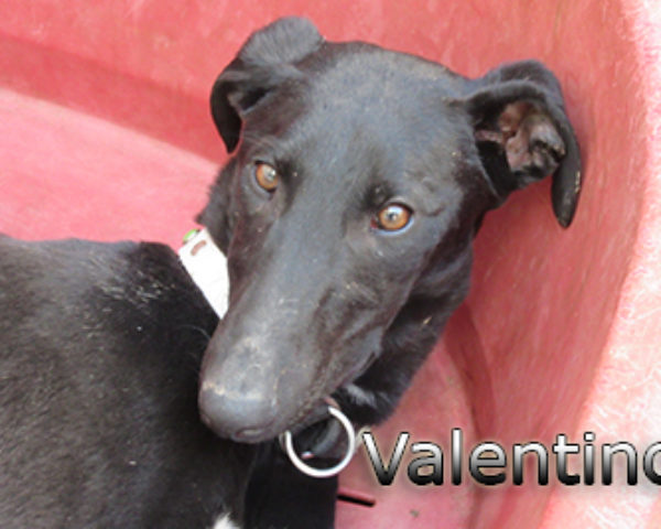 Valentino-(3)web