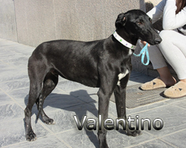 Valentino-(4)web