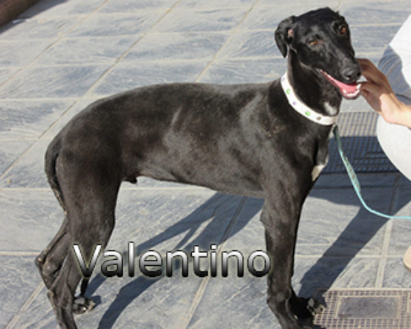 Valentino-(5)web