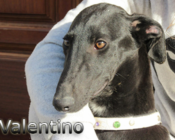 Valentino-(8)web