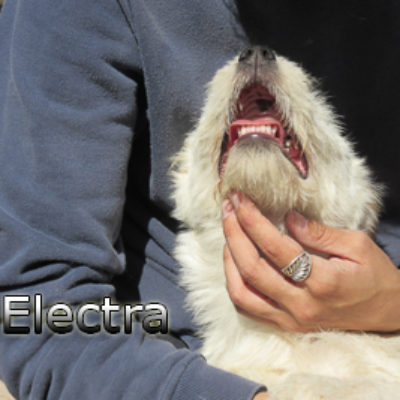 Electra-(2)web