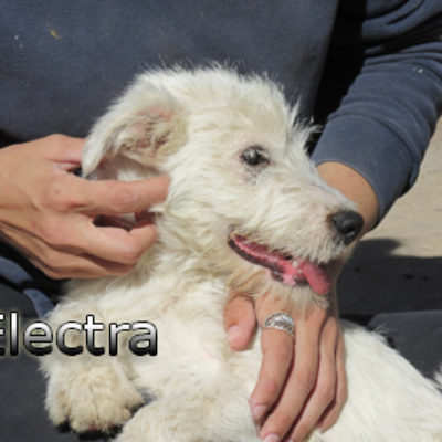 Electra-(3)web