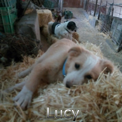 Lucy-(1)web
