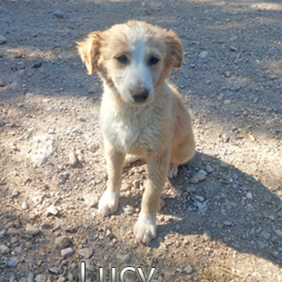 Lucy-(2)web