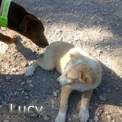 Lucy-(3)web