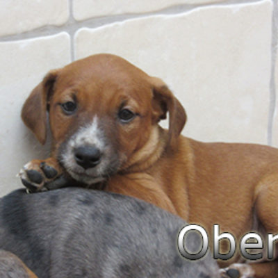 Oberyn-(1)web