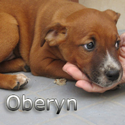 Oberyn-(3)web