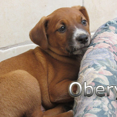 Oberyn-(7)web