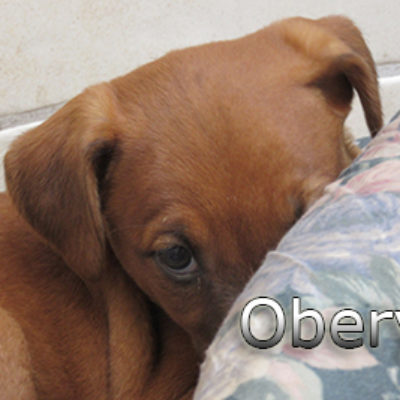 Oberyn-(8)web