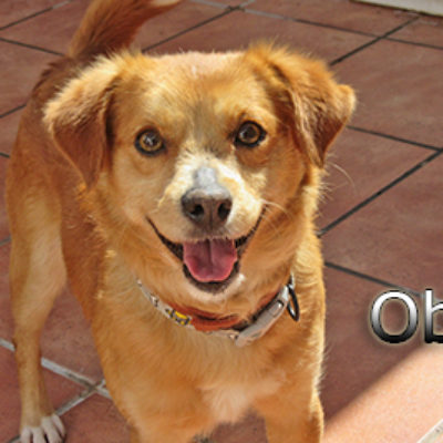 Obi-(1)web