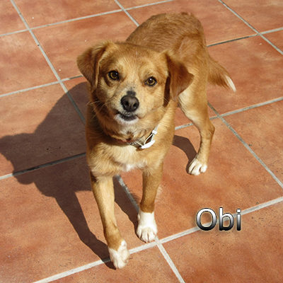 Obi-(2)web