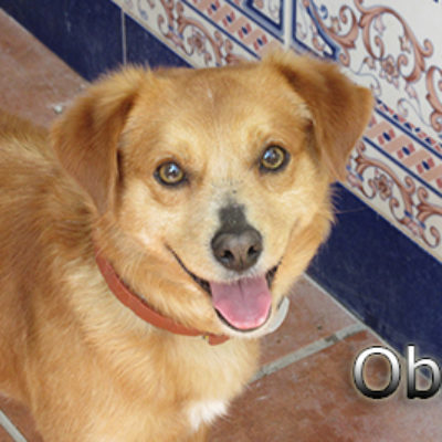 Obi-(3)web