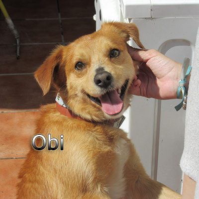 Obi-(5)web