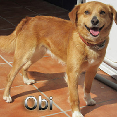 Obi-(6)web