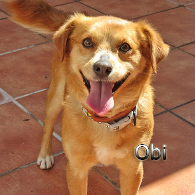 Obi-(7)web