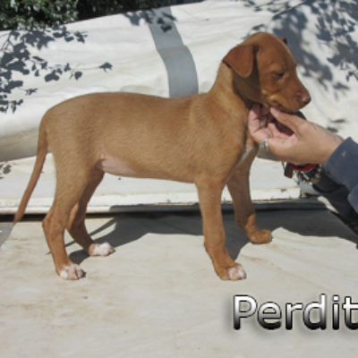 Perdita-(2)web