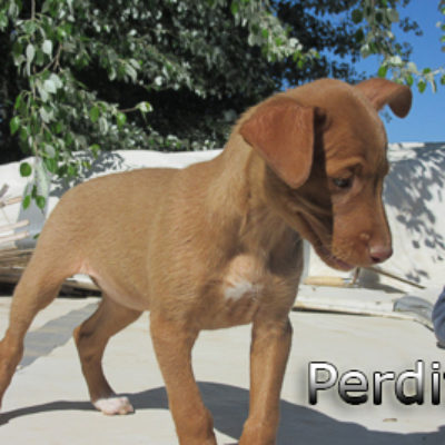 Perdita-(3)web