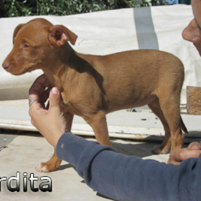 Perdita-(4)