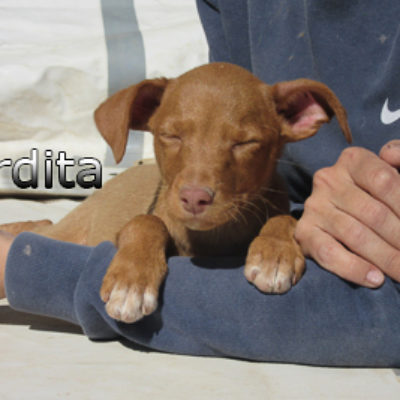 Perdita-(5)web