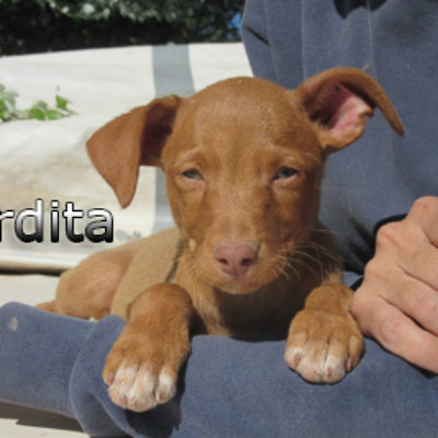 Perdita-(6)web