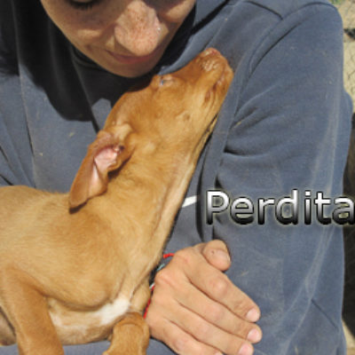 Perdita-(7)web