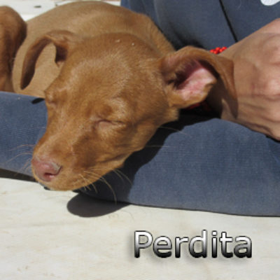 Perdita-(8)web