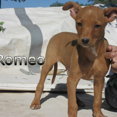 Romeo-(7)web