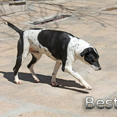 Besty-(3)web