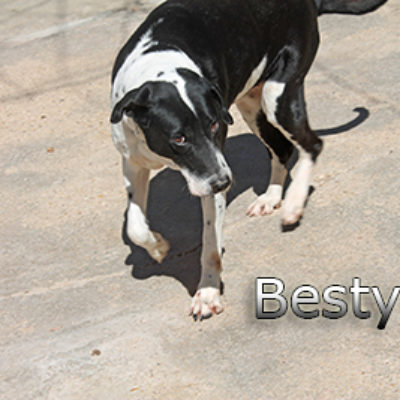 Besty-(4)web