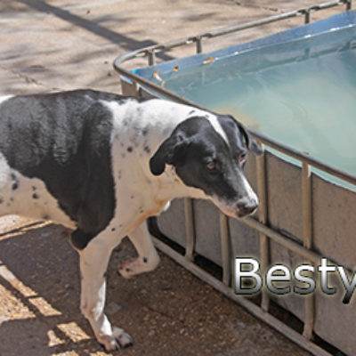 Besty-(7)web