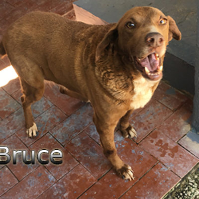 Bruce-(4)web