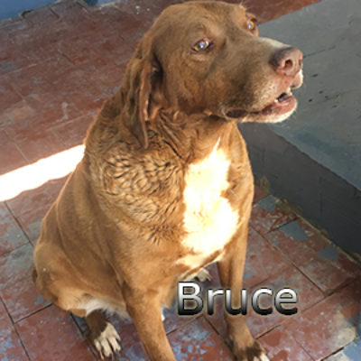Bruce-(6)web
