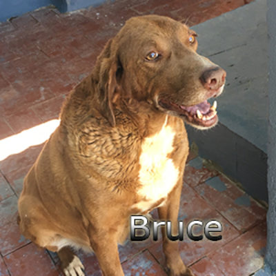 Bruce-(7)web