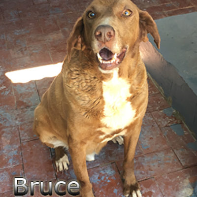 Bruce-(8)web