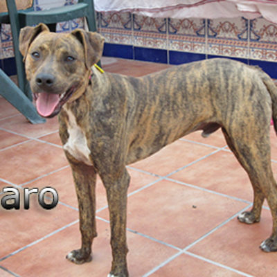Icaro-(1)web
