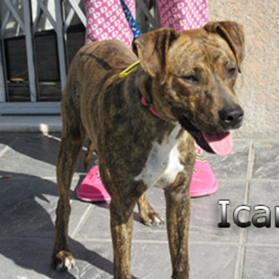 Icaro-(6)web